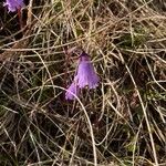 Soldanella pusilla 花