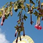 Passiflora tripartitaFlower