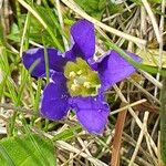 Gentiana pyrenaicaFlower