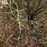 Euonymus verrucosus Leaf