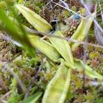 Pinguicula vulgarisFlower