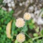 Emilia praetermissa Flower