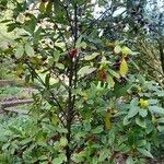 Illicium floridanum Habitus