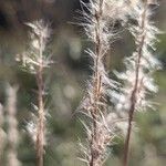 Bothriochloa barbinodis Fruit