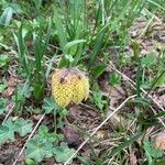 Fritillaria tubaeformis Õis