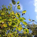 Crataegus marshallii عادت