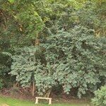 Celtis africana Folio
