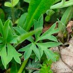 Anemone hortensis পাতা