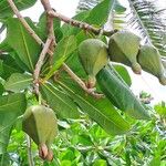 Barringtonia asiatica Fruit