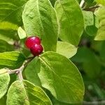 Lonicera xylosteum Fruit