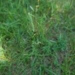 Phleum phleoides পাতা