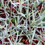 Dianthus hyssopifolius Flower