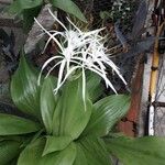 Hymenocallis fragrans Blad