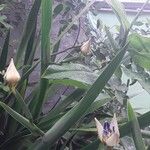 Neomarica northiana Flor