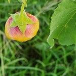 Abutilon hirtum Çiçek