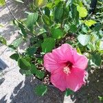 Hibiscus palustris Flower