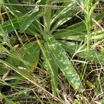 Echium asperrimum Leaf