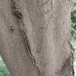 Aesculus turbinata Bark