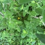 Salvia semiatrata Leaf