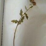 Cirsium arvense Blatt
