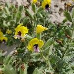 Hyoscyamus aureus Flower