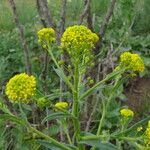 Neslia paniculata Blüte