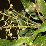 Nectandra membranacea Fruit