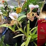 Paphiopedilum gratrixianum Hábito
