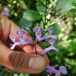 Plectranthus zuluensisVirág