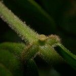 Inga sapindoides Corteza