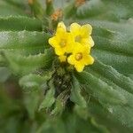 Arnebia decumbens Flower