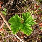 Rubus chamaemorus Folio