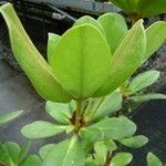 Rhododendron carringtoniae Leaf