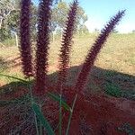 Pennisetum polystachion Virág