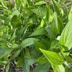 Mertensia paniculata Hoja