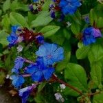 Ceratostigma plumbaginoides Plante entière