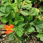 Geum coccineum ഇല