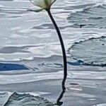 Nymphaea ampla 花