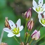 Nothoscordum gracileFiore