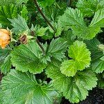 Geum coccineum ഇല