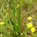 Anacamptis laxiflora Hoja
