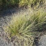 Leersia oryzoides Blatt