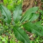 Erythrococca bongensis Leaf