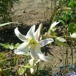 Lilium formosanum Квітка