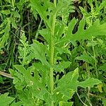 Ambrosia psilostachya Leaf