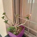 Adenium multiflorum Fulla