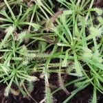 Drosera capensis Habit