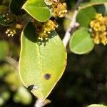 Rhamnus alaternus पत्ता