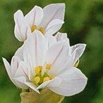 Nothoscordum gracile 花