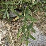 Rorippa austriaca Leaf